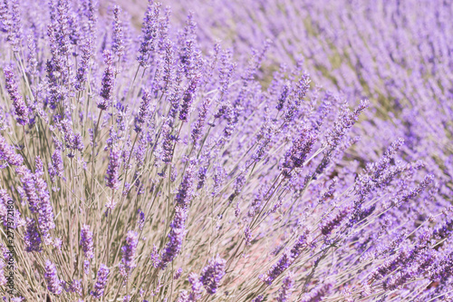 Lavender flowers plantation close up