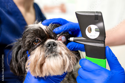 A veterinary ophthalmologist makes a medical procedure, examines a dog's eyes with the help of an ophthalmologic veterinary tonometer at a veterinary clinic. Examination of a dog with an injured eye