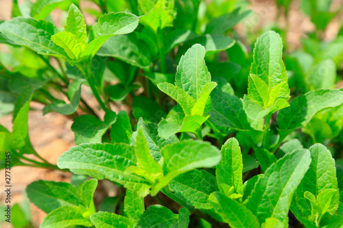 Green leaves