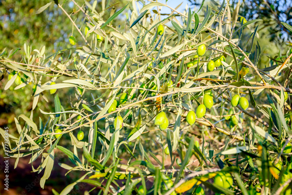 Obraz premium View on the canopy of green olive tree at plantation.