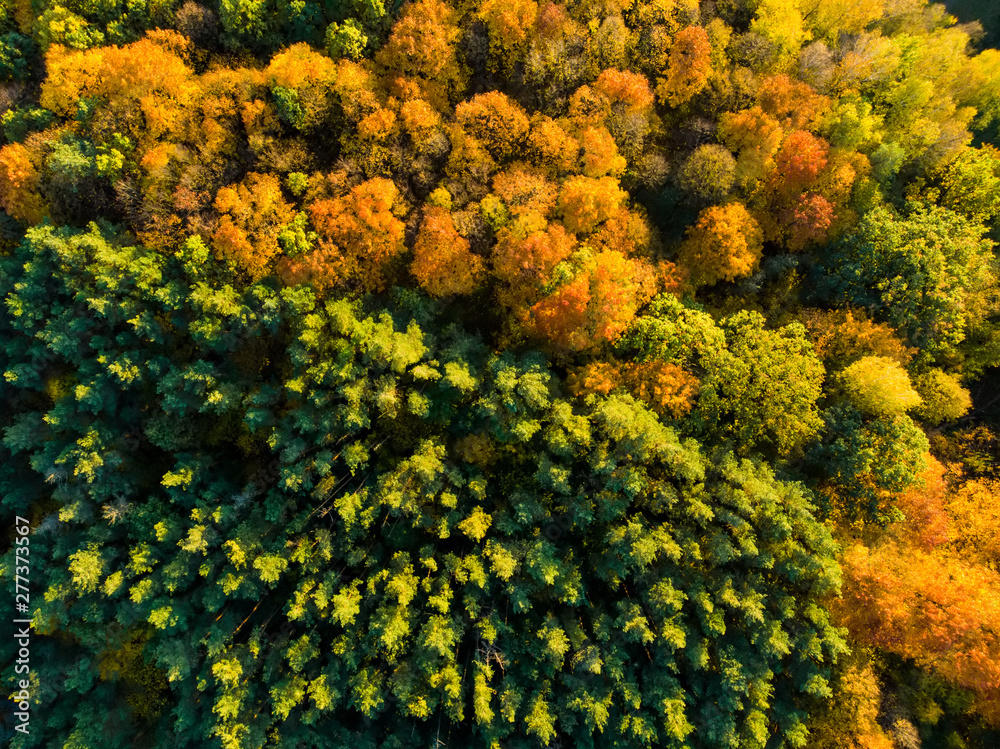 Aerial top down view of autumn forest with green and yellow trees. Mixed deciduous and coniferous forest. Beautiful fall scenery in Vilnius, Lithuania Aerial top down view of autumn forest with green and yellow trees. Mixed deciduous and coniferous forest. Beautiful fall scenery in Vilnius, Lithuania
