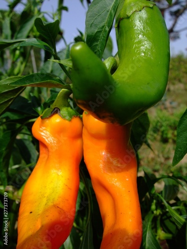 Paprika 