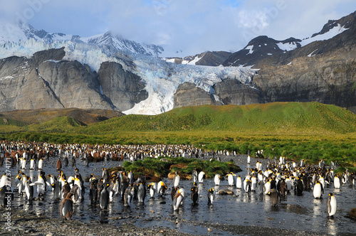 Königspinguine vor Gletscher