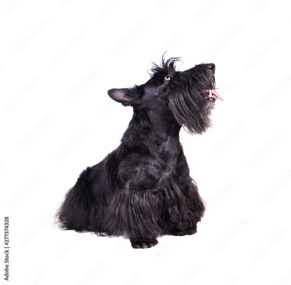 Black scotch terrier puppy
