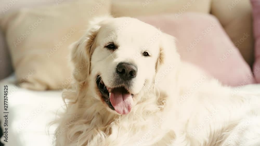 slow-motion of labrador looking at camera and showing tongue while breathing at home slow-motion of labrador looking at camera and showing tongue while breathing at home