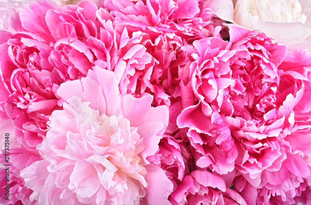 Beautiful peonies as background