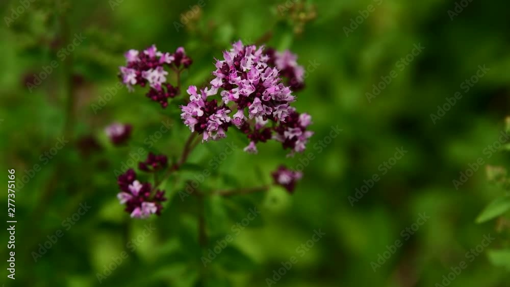 Flowering Oregano, Origanum tyttanthum, Oregano from Kyrgyzstan. The flavor is pungent and spicy, a classic culinary herb for pizza and tomato sauce. Flowering Oregano, Origanum tyttanthum, Oregano from Kyrgyzstan. The flavor is pungent and spicy, a classic culinary herb for pizza and tomato sauce.