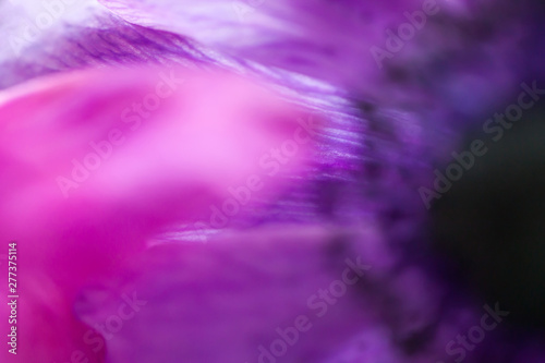 Makroaufnahme Blumenblüte
