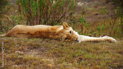 Fototapeta Naklejka Na Ścianę i Meble -  lying lioness