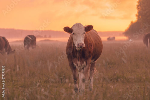Another cow in sunset
