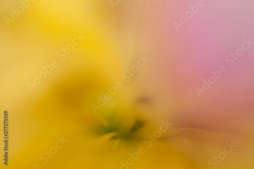Makroaufnahme Blumenblüte