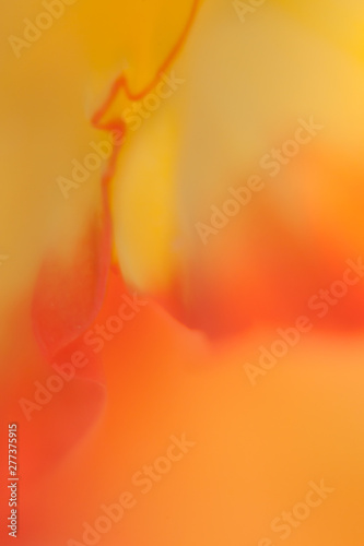 abstrakte Blumen makro photo