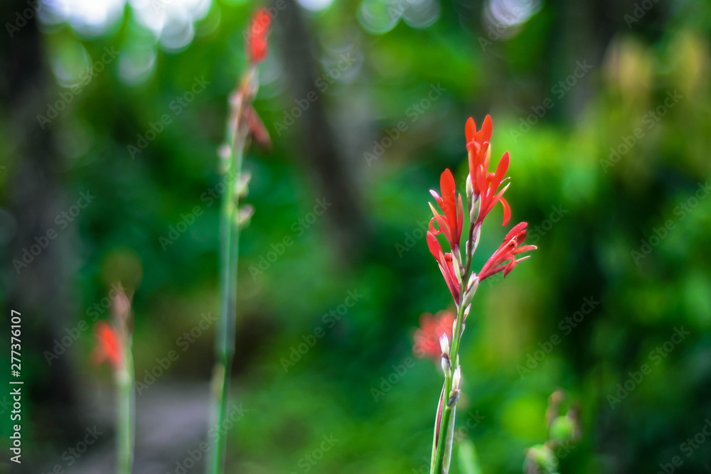 red flower red flower