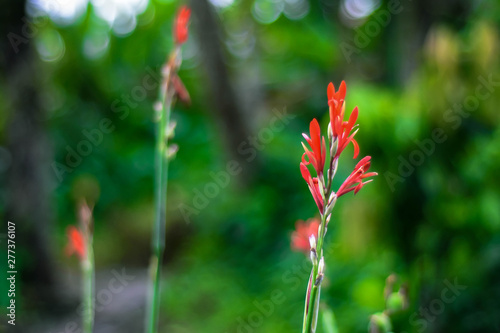 red flower © harry