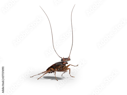 Cockroach raised his mustache up 3D render on white background with shadow