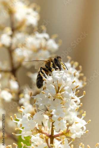 White flowers oval-leaved privet with a bee close up