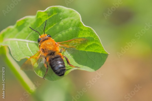 Close up a Mining Bee (Andrena) resting on green leaf with green nature blurred background. © Yuttana Joe
