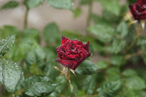  beautiful fresh rose in dew, fresh flower, summer, joy, screensaver, gift, surprise