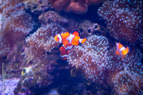 Nemo fish are swimming with beautiful corals. © chokniti