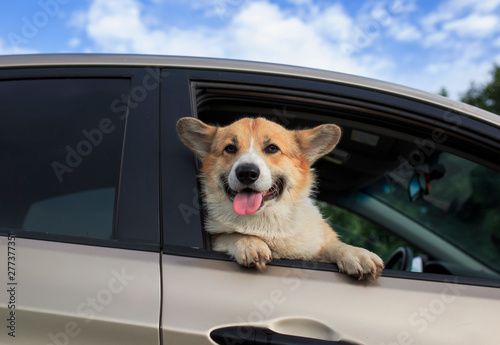 charming puppy dog red Corgi pretty sticks out his face with pink tongue and ...