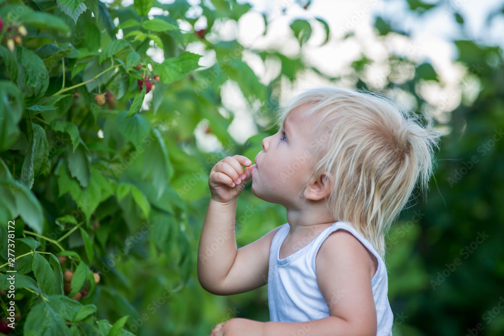 Little toddler boy, child, gathering raspberiies Little toddler boy, child, gathering raspberiies