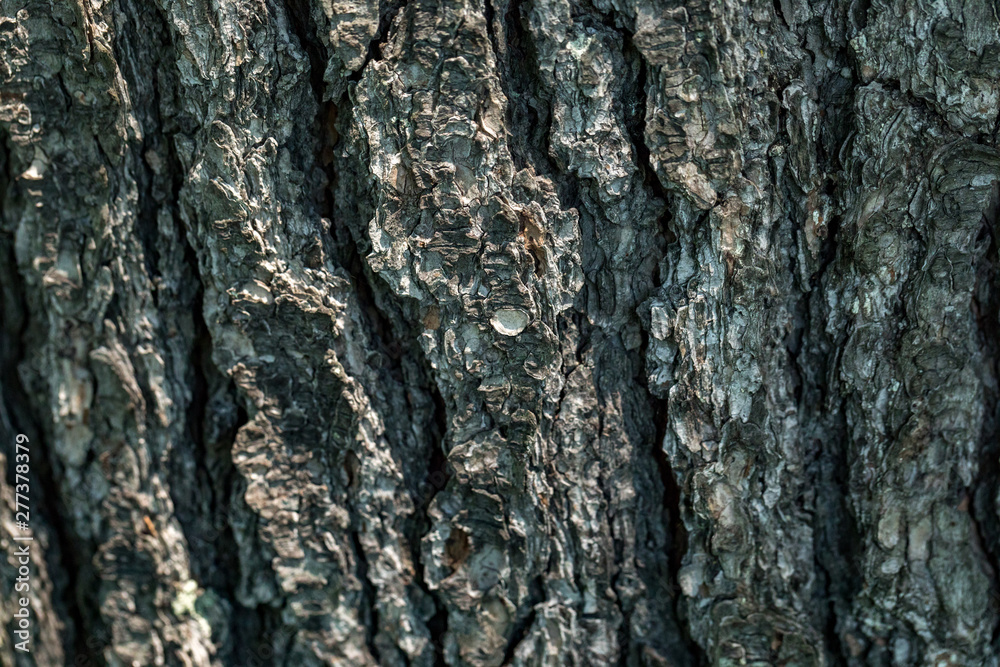 Old Wood bark macro backgrounds. Old Wood bark macro backgrounds.