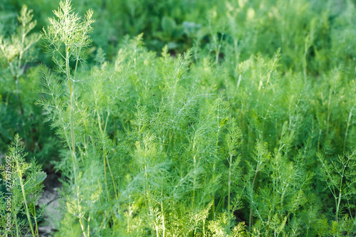 Fresh dill grows in the garden in the village. fresh fragrant dill spice growing on the farm, organic spices, vitamins, additive in salad