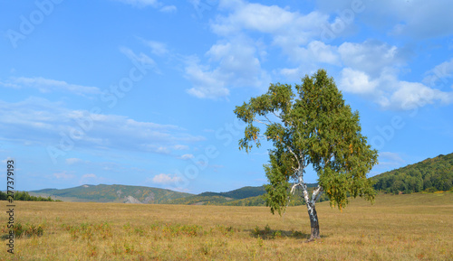 birch on a background of mountain forests