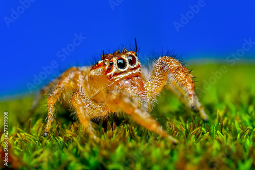Close up  beautiful jumping spider  - Stock Image  © blackdiamond67