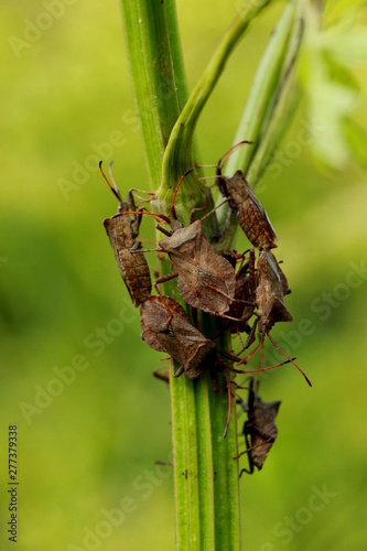 Groupe de punaises photo