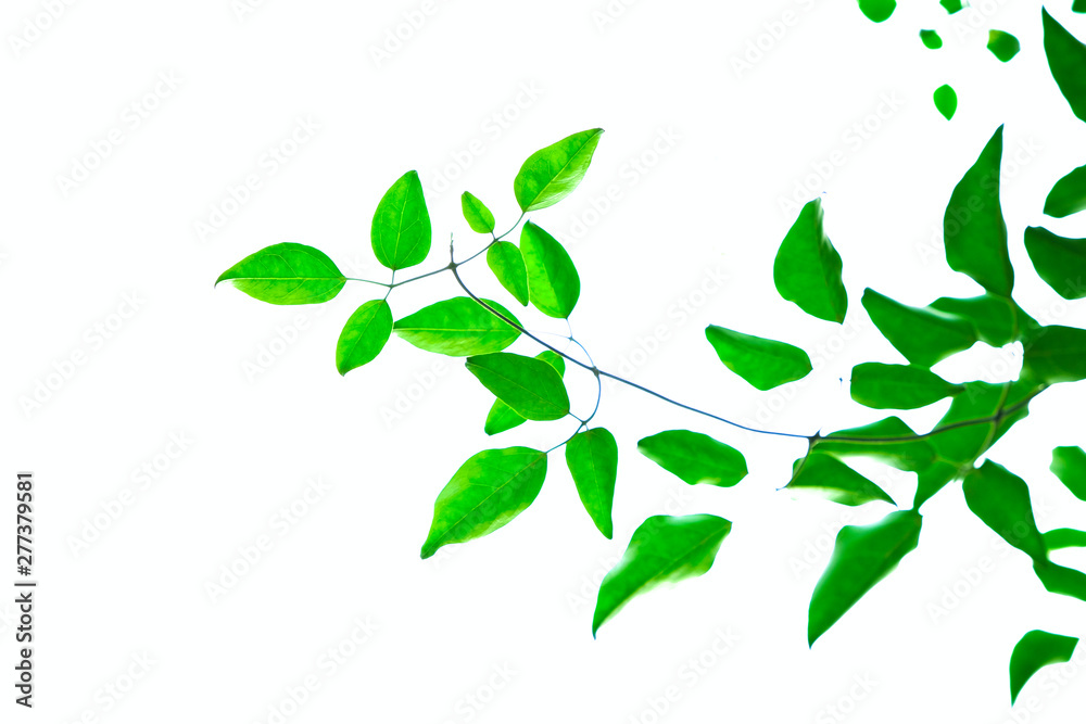 Obraz premium Delicate ornamental fresh green leaves floral detail on white background.