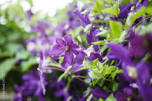 Clematis Climbing Plant  Liana. Large blue-purple flowers. Beautiful screensaver with blue flowers.