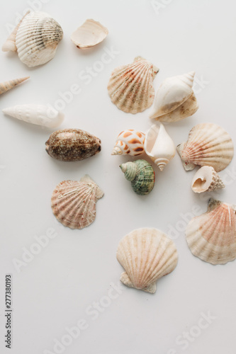 Pile of beautiful sea shells on white background