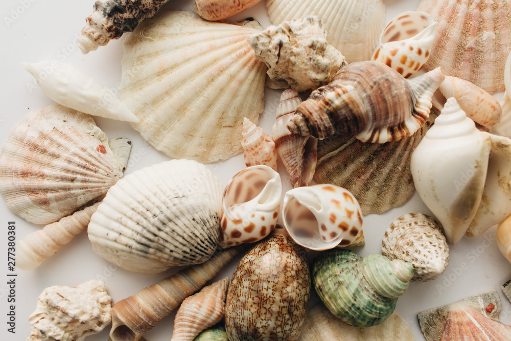 Pile of beautiful sea shells on white background Pile of beautiful sea shells on white background