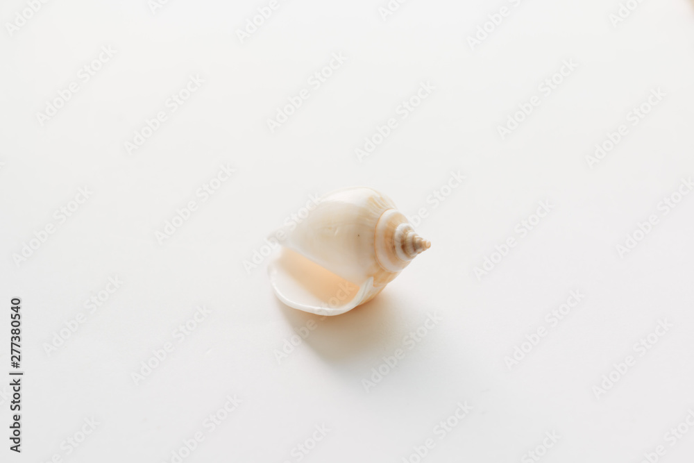Pile of beautiful sea shells on white background Pile of beautiful sea shells on white background