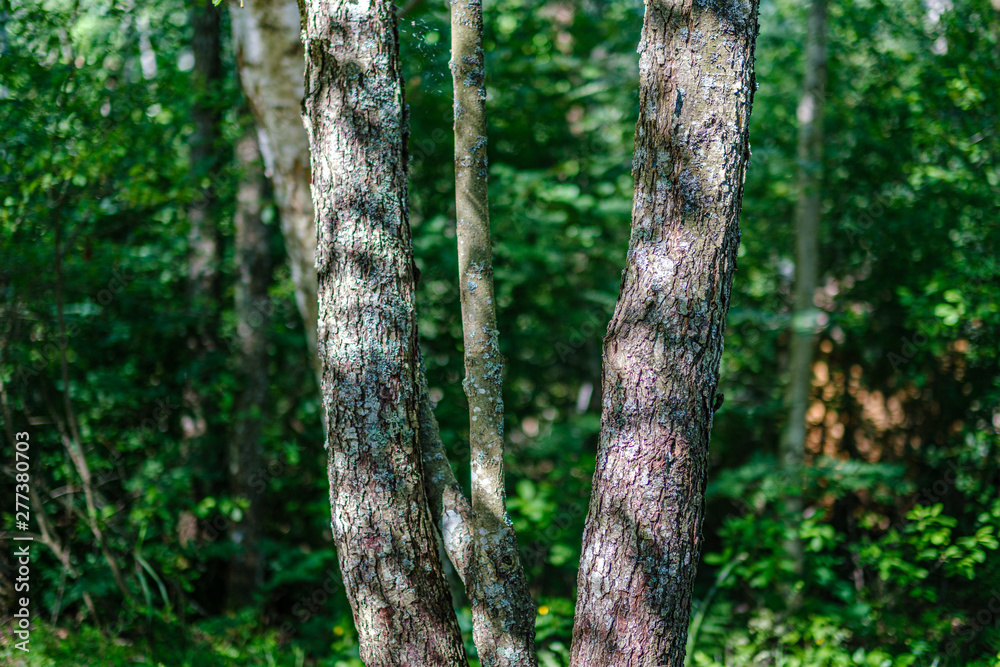 tree trunks on a dark green blur background in forest in summer tree trunks on a dark green blur background in forest in summer