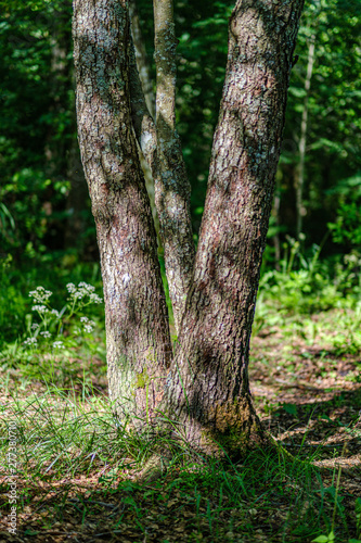 tree trunks on a dark green blur background in forest in summer