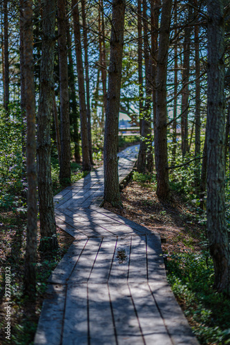 wooden plank footh path boardwalk in green foliage sourroundings photo