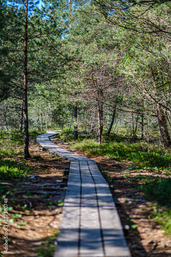 Fototapeta Naklejka Na Ścianę i Meble -  wooden plank footh path boardwalk in green foliage sourroundings