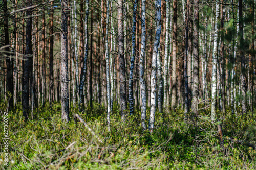 tree trunks on a dark green blur background in forest in summer © Martins Vanags