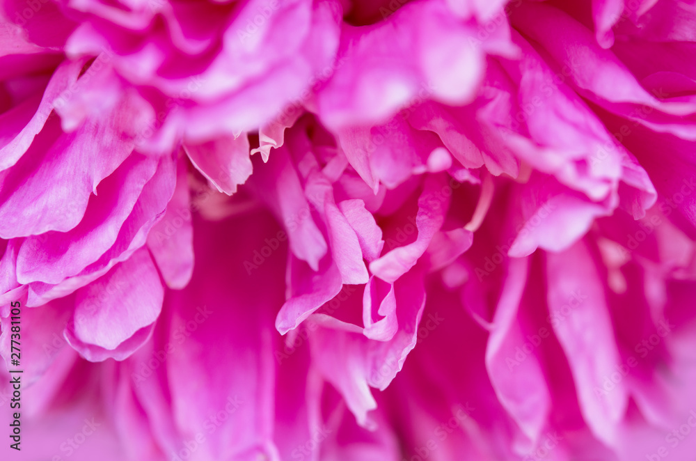 Close up of beautiful pink peony flower. Natural background. - Image