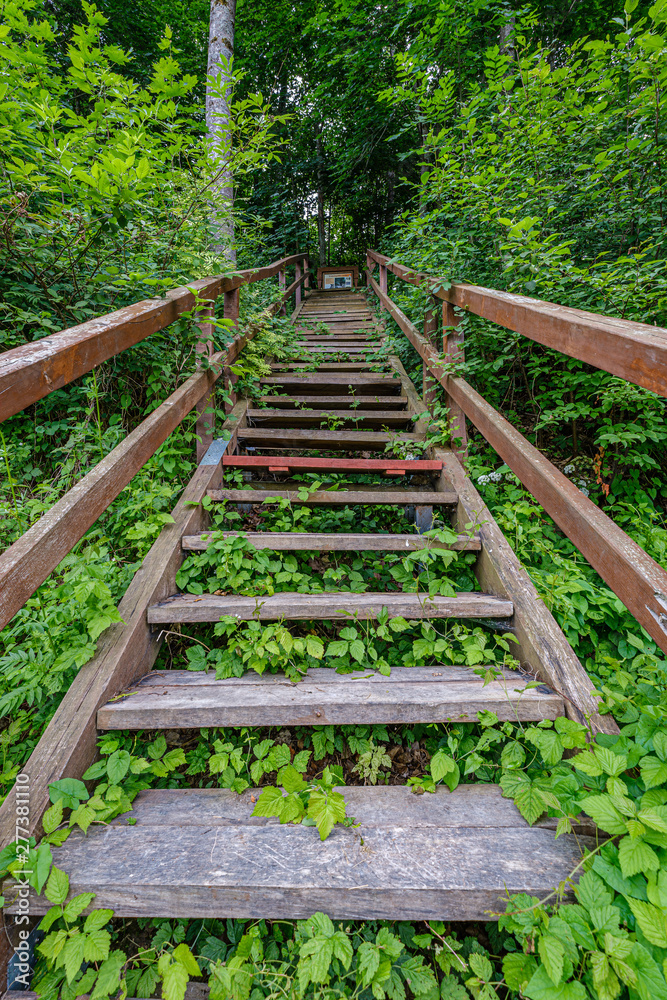 wooden plank footh path boardwalk in green foliage sourroundings wooden plank footh path boardwalk in green foliage sourroundings