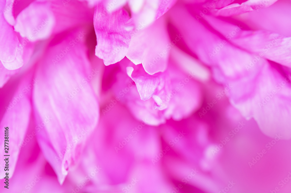 Close up of beautiful pink peony flower. Natural background. - Image