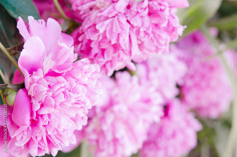 Close up of beautiful pink peony flowers. Natural background. - Image Close up of beautiful pink peony flowers. Natural background. - Image