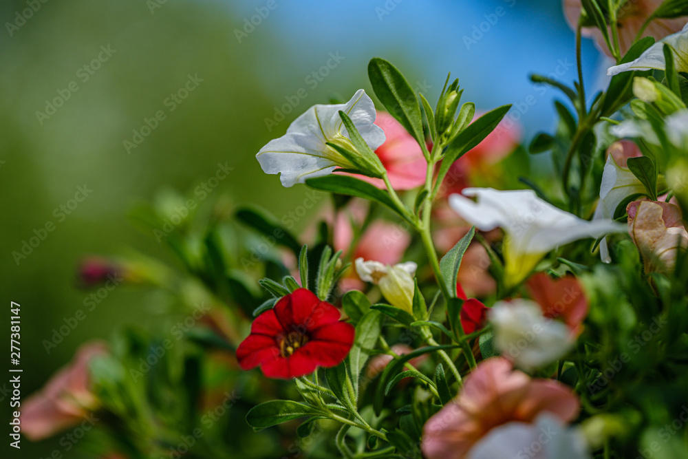 Obraz premium colorful summer small flowers on green blur background