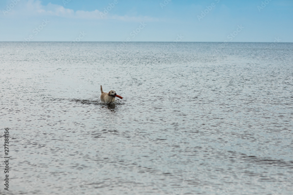 Fototapeta premium Dog Swimming and Retrieving toy in the Ocean