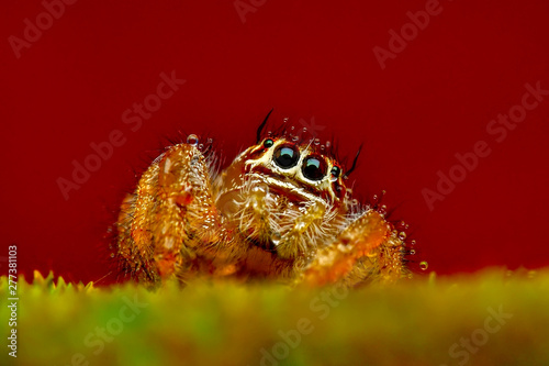 Close up beautiful jumping spider - Stock Image 