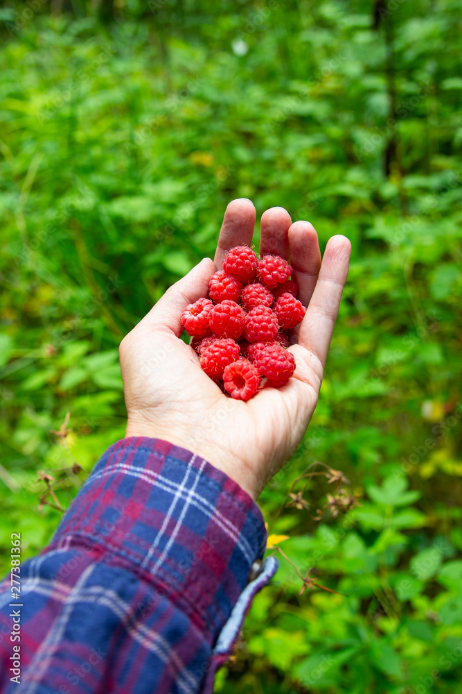 Ripe forest raspberry on woman's hand Ripe forest raspberry on woman's hand