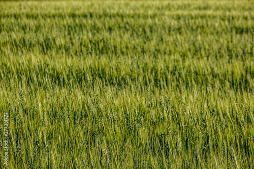endless fields of crop ready for harvest in countryside