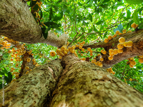 Under view, Thai fruit rambeh on the rambi tree photo